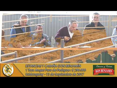 14-07-17 Venta de Toros Angus P.P. - Estancias y Cabaña Don Benjamín - Saldungaray