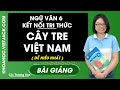 Cây tre Việt Nam - Ngữ Văn 6 - Kết nối tri thức