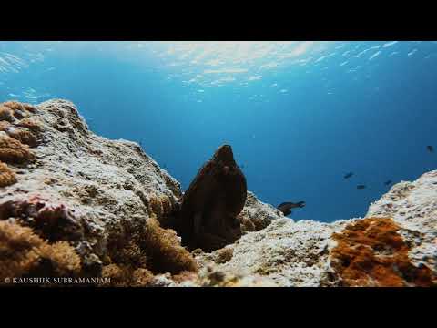 Camouflaging Octopus thumbnail