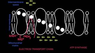 8.2 Electron Transport Chain and Chemiosmosis