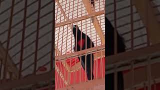 Download lagu kepodang dada merah gacor mp3