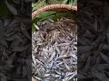 Cuto Maas Short Video