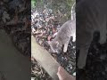 Büyük Fare Vs Kedi Big Mouse Vs Cat Cat Kitty Mouse Cats Catmouse Snow Fare