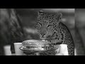 Rosita The Leopard S First Birthday Party