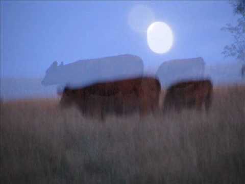 The Cows Are in the Moon Tonight  (a collaboration with JosiahAltschuler)
