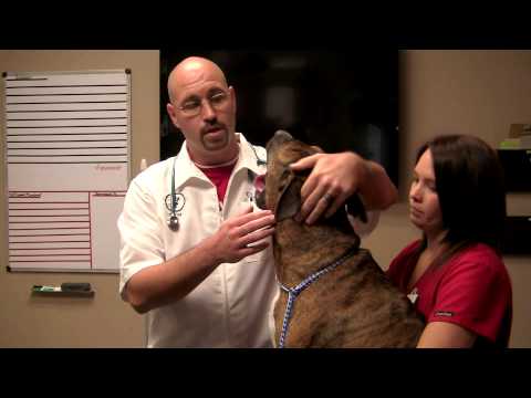 How to Clean Your Pet's Ears