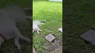 Video preview image #1 Labsky Puppy For Sale in HOUSTON, TX, USA