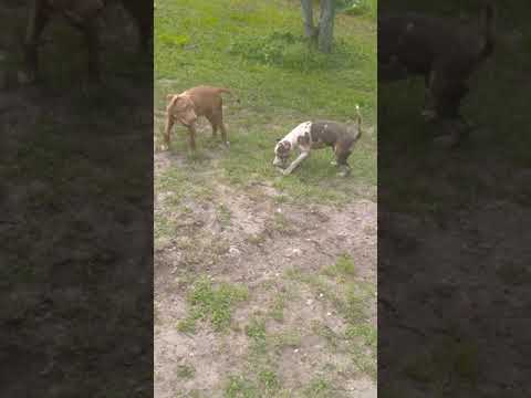 Merle American bullies Available