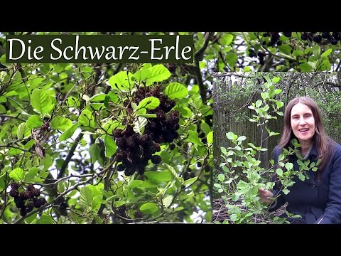 Die Schwarz-Erle - Mythen, Heilkraft und Magie