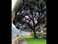 Impressive Holm Oak Tree At Italy They Call It Umbrella Tree