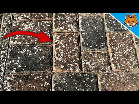 Flechten von Pflastersteinen entfernen 💥 (EINFACHER geht es NICHT) 🤯