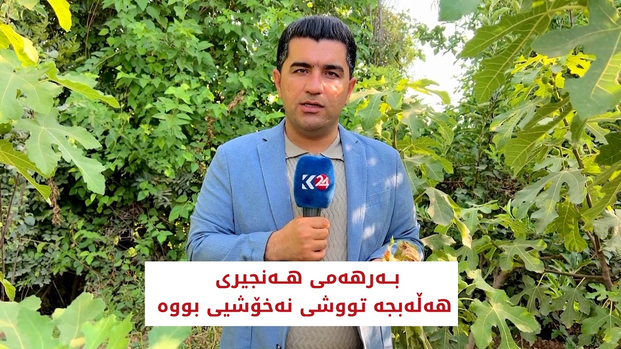ڤیدیۆ | بــەرهەمی هــەنجیری هەلەبجە تووشی نەخۆشی بووە