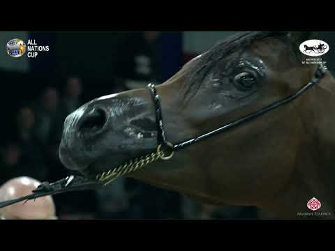 N 44 EL MEDAR   AACHEN 2022   38° All Nations Cup   Yearling Colts Class 2B