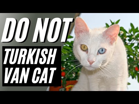 YouTube video about: Does turkey make cats sleepy?