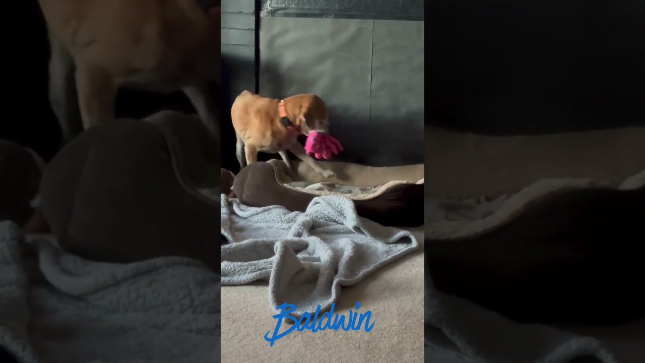 Baldwin (JA26-38), a Adoptable mixed breed in Peyton, CO video 6/6