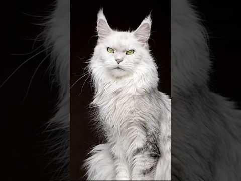 أغرب 5 معلومات عن القطط سبحان الله | رقم 1 مرعب