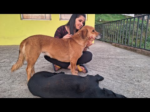 Street Dogs Love too ❤️