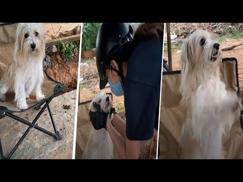 Actress #Pranitha Subhash Playing with Her Pet Dog | Pranitha Subhash || #Dreams Entertainment