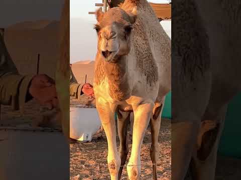 Kids love a Singing Camel funny video #funnyfails uUth