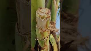 Download lagu Maroka podhadu gola 3kothalu started #gouds #viralshort #villagelife mp3 Download lagu Maroka podhadu gola 3kothalu started #gouds #viralshort #villagelife mp3