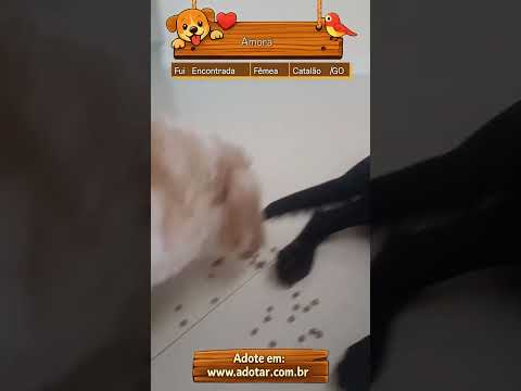 Vídeo de Amora 