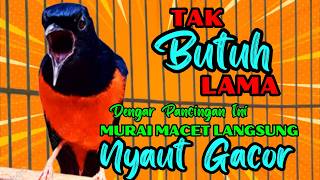 Download lagu PANCINGAN PAGI-PAGI AGAR MURAI GACOR❗❗ MURAI MACET PASTI NYAUT EMOSI❗❗ mp3 Download lagu PANCINGAN PAGI-PAGI AGAR MURAI GACOR❗❗ MURAI MACET PASTI NYAUT EMOSI❗❗ mp3
