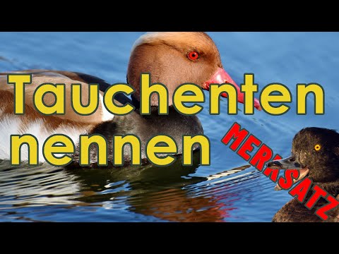 Tauchenten nennen -  Merksatz für Jägerprüfung (Enten)