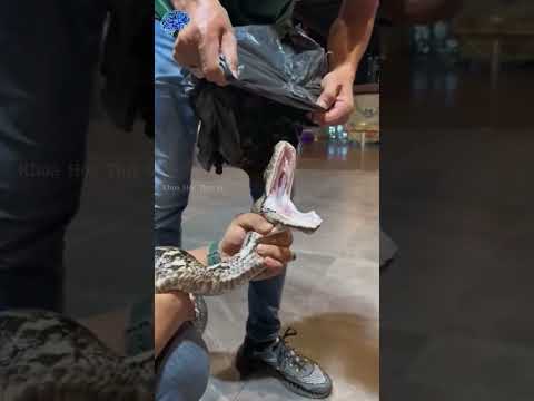 Mọi người nghĩ rắn chỉ có 2 răn ytb