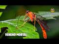 El Reino De Los INSECTOS Los BICHOS Más Venenosos Del PLANETA Documental Episodio 2