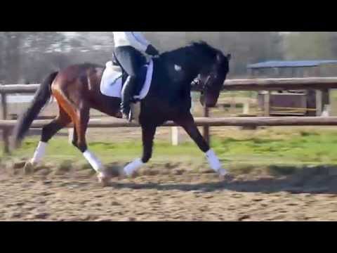 5 j. Holst. Wallach, Cancara-Cassini I x Contender, Verkauft