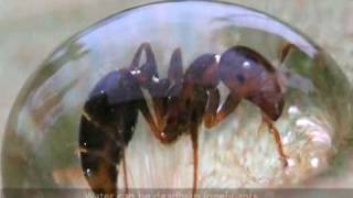 Mass of ants behaving as a fluid