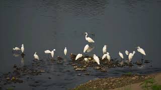 Download lagu Bok Pakhi/Birds mp3