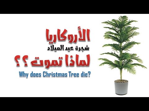 , title : 'سر الحفاظ على شجرة الأروكاريا ورعايتها- شجرة عيد الميلاد |  araucaria tree - Christmas tree'