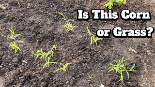 Two Days of Garden Chores!!