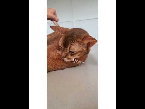 Crystal the Pet Nanny. LLC video.