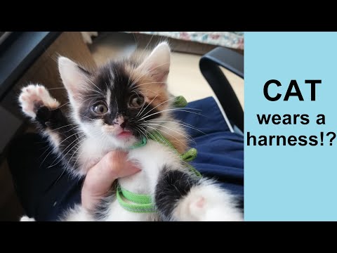 How I taught the cat to wear a harness