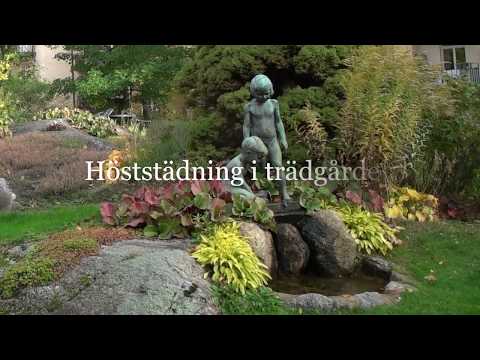 Höststädning i trädgården