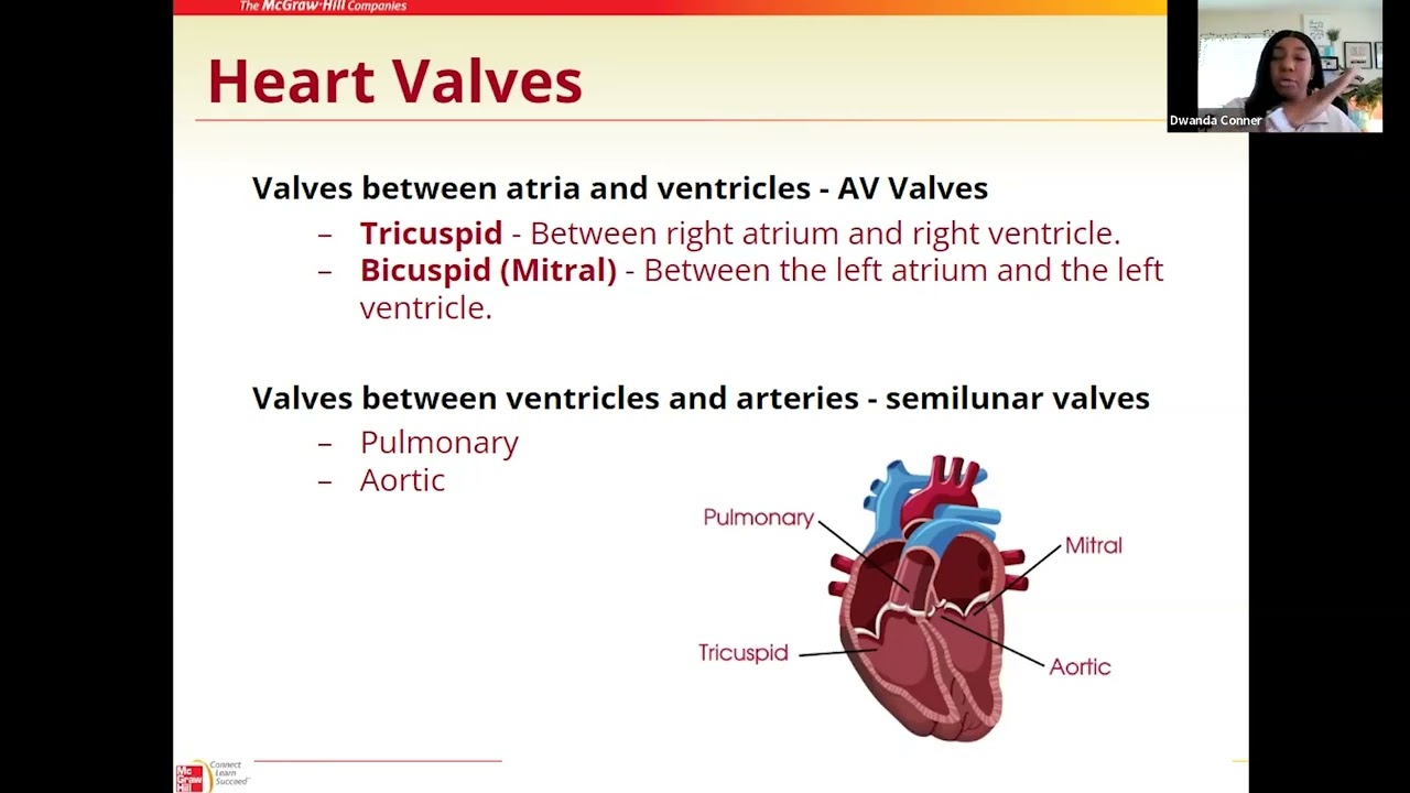 02 Cardiovascular System Intro to Cardiovascular System