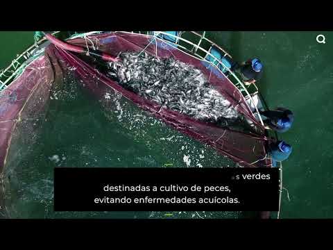 Captura del vídeo Agua salada y microalgas marinas para depurar purines porcinos