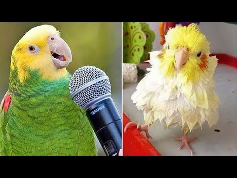 Smart And Funny Parrots Parrot Talking Videos Compilation (2024) - Cute Birds #22