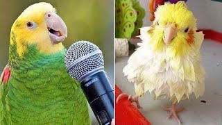 Smart And Funny Parrots Parrot Talking Videos Compilation (2024) - Cute Birds #22