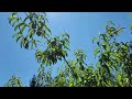 Frost Peach 6 year old in ground in PNW Zone 8b. Look ma! No peach leaf curl (right now).