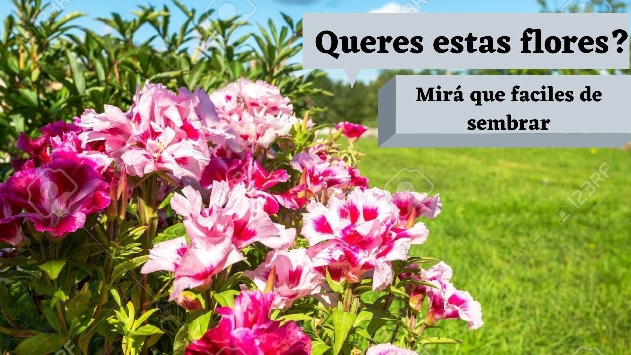 Video de Airedelbosque 