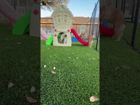 Video 2