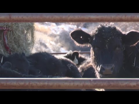 'Agriculture raised me': Pompeys Pillar teen uses social media to advocate for Ag industry