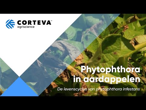 , title : 'Phytophthora in aardappelen'