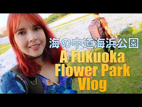 Incredible Blue Fields in Fukuoka - 海の中道海浜公園のネモフィラをみて来た (Incredible Blue Fields in Fukuoka  - 海の中道海浜公園のネモフィラをみて来た)