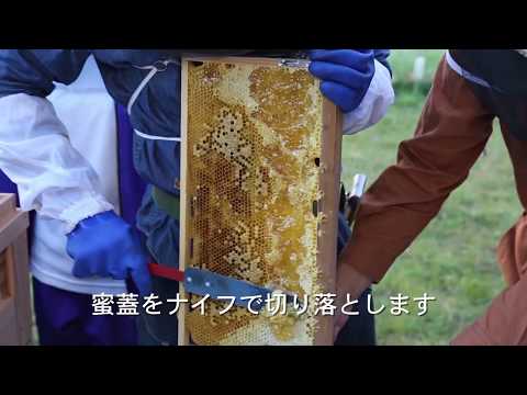 拓殖大学国際学部 農業総合コース＋竹下ゼミナール 「拓大ハチミツ」の初収穫(Takushoku University in Tokyo,Japan)