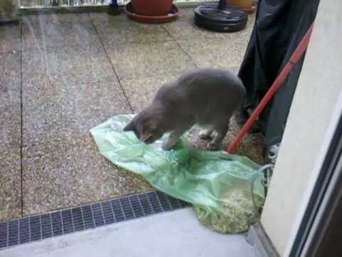 Bacchus joue avec de l'eau