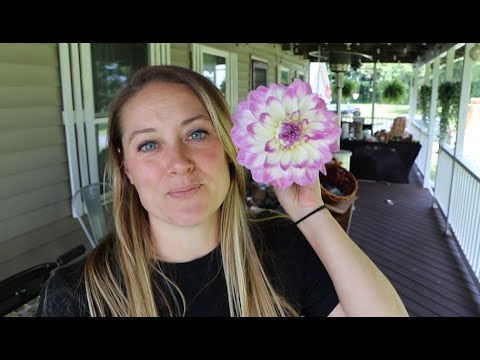 Is THIS the Most Beautiful Dahlia? : Mikayla Miranda Dahlia : Flower Hill Farm